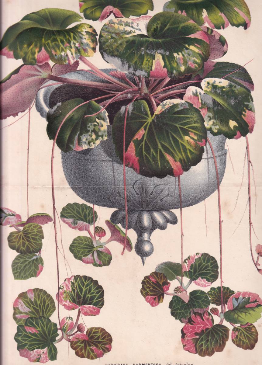 フランスアンティーク 博物画 植物画『SAXIFRAGA　SARMENTOSA』 多色刷り石版画　ボタニカルアート