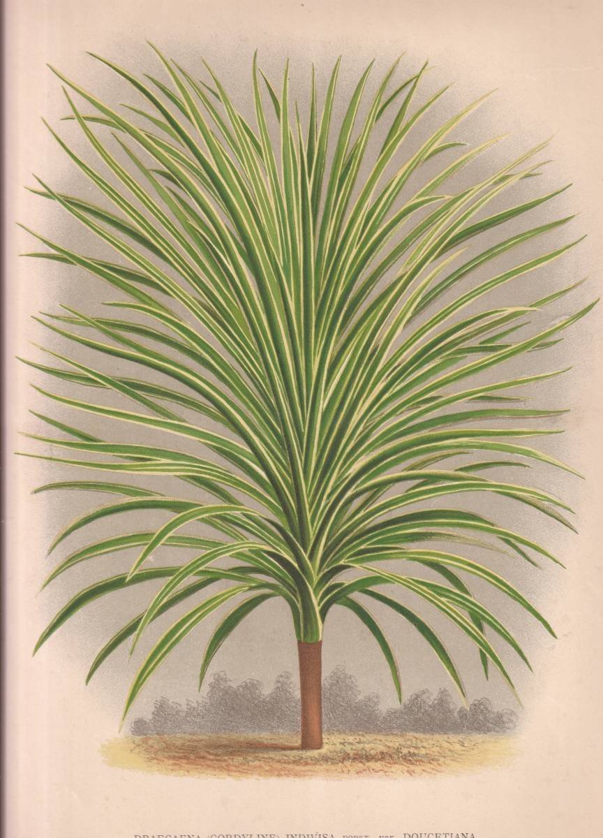 フランスアンティーク 博物画 植物画『DRAECAENA　INDIVISA』 多色刷り石版画　ボタニカルアートのサムネイル