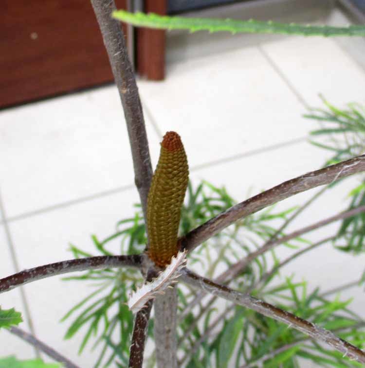 【現品】バンクシア・スピヌノーサ・ヘアピン（ヘアピンバンクシア）banksia spinulosa hairpin　８号　A2番_画像4