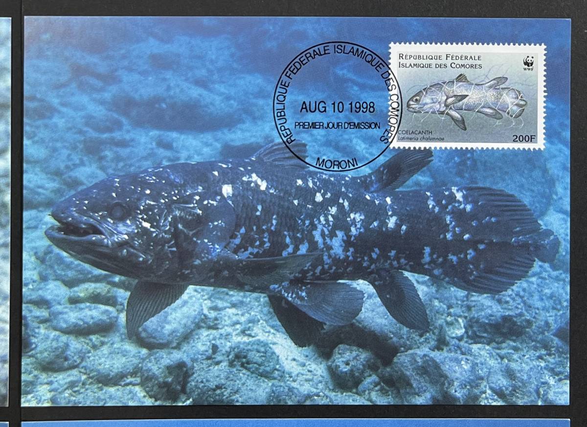 コモロ 1998年発行 シーラカンス 魚 切手 MC マキシマムカードの画像4