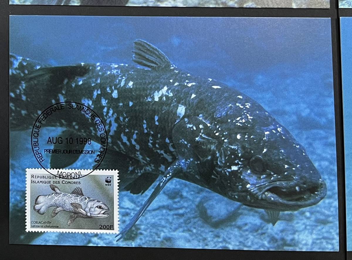 コモロ 1998年発行 シーラカンス 魚 切手 MC マキシマムカードの画像6
