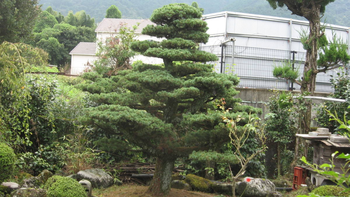  Shikoku red stone . leaf pine garden tree 100 year . with it . not understood garden .. year absence . attaching repairs is last receipt 