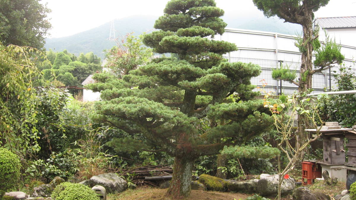  Shikoku red stone . leaf pine garden tree 100 year . with it . not understood garden .. year absence . attaching repairs is last receipt 