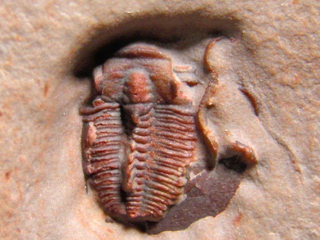 isokisis whole body fossil . body part . including . complete body yuta. we la-. rock bar jes Monstar 