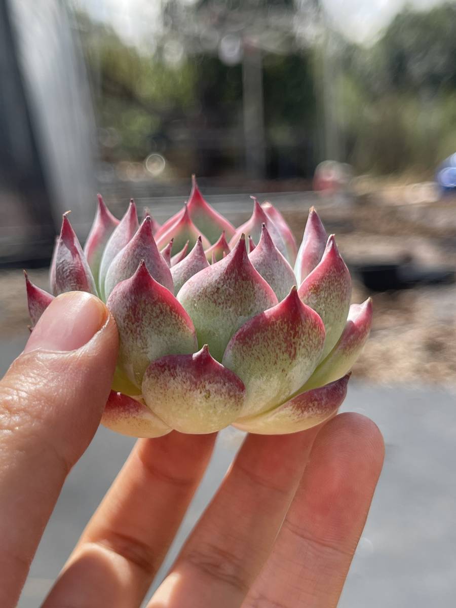 D23-２　多肉植物 24株 エケベリアピーチ　超美苗 サボテン 観葉植物 花 園芸　レア種_画像2