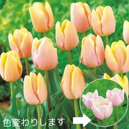チューリップ球根2種類10球【マンゴーチャーム】【フォックス チューリップ球根2種類10球【マンゴーチャーム】【フォックス