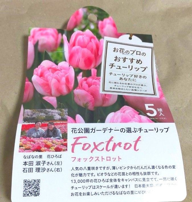 チューリップ球根2種類10球【マンゴーチャーム】【フォックス チューリップ球根2種類10球【マンゴーチャーム】【フォックス