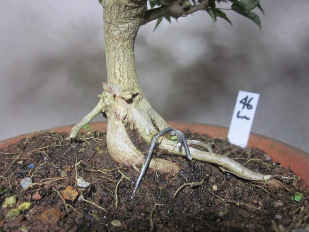  super rare rare article ... leaf . Naruto maple .. maple .. maple root trim is good underfoot manner . exist .. style. pattern tree bring-your-own. middle goods bonsai height of tree 46 centimeter 