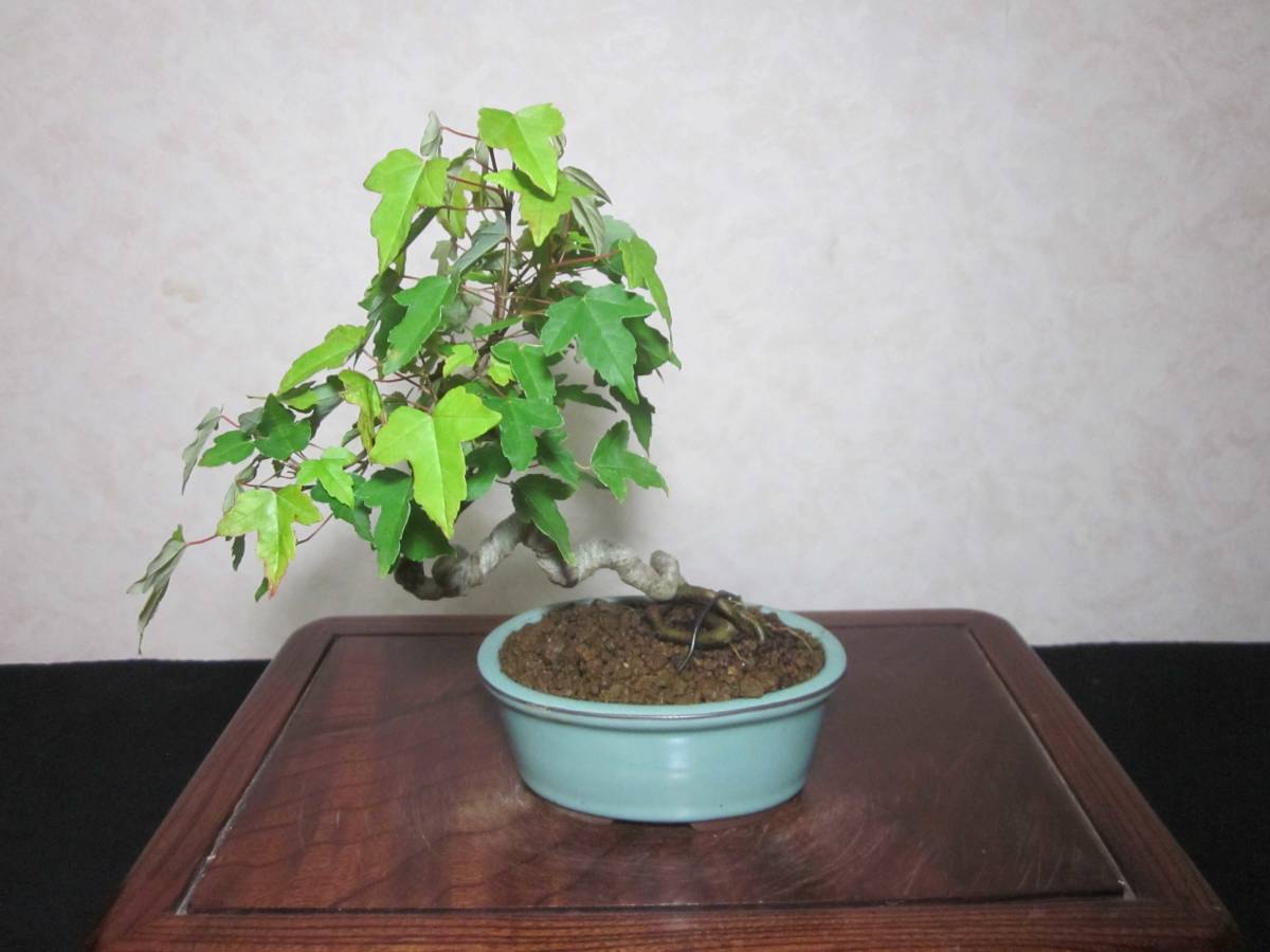  rare exhibition *.. also maple maple surface white underfoot manner .... style. writing person tree bring-your-own. shohin bonsai height of tree 22 centimeter ( ground . from 17 centimeter )