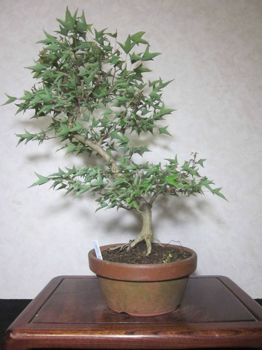  super rare rare article ... leaf . Naruto maple .. maple .. maple root trim is good underfoot manner . exist .. style. pattern tree bring-your-own. middle goods bonsai height of tree 46 centimeter 