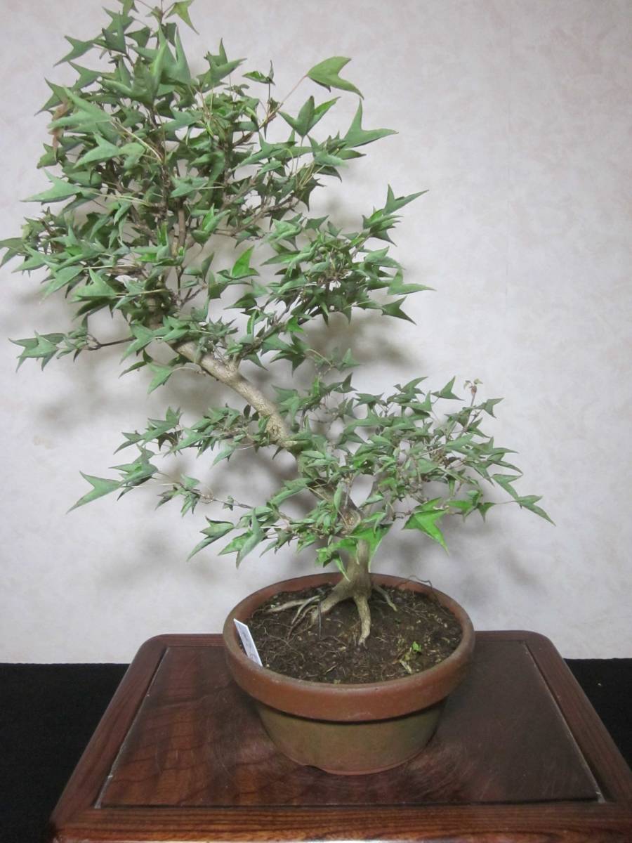  super rare rare article ... leaf . Naruto maple .. maple .. maple root trim is good underfoot manner . exist .. style. pattern tree bring-your-own. middle goods bonsai height of tree 46 centimeter 