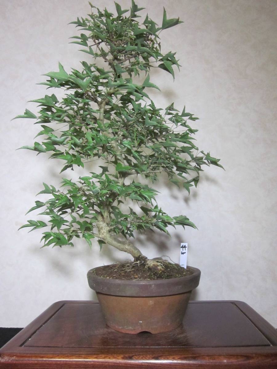  super rare rare article ... leaf . Naruto maple .. maple .. maple root trim is good underfoot manner . exist .. style. pattern tree bring-your-own. middle goods bonsai height of tree 44 centimeter 