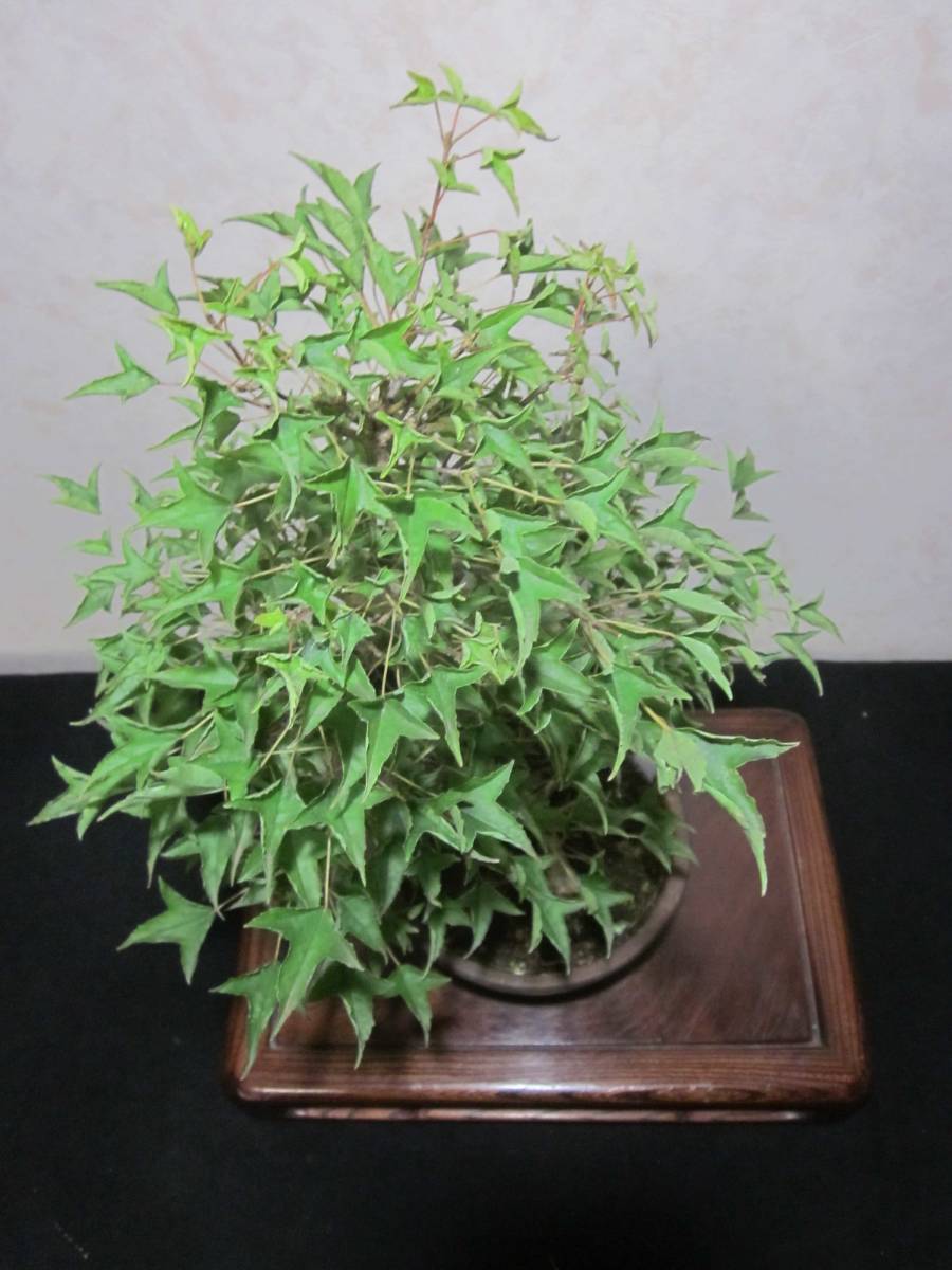  super rare rare article ... leaf . Naruto maple .. maple .. maple root trim is good underfoot manner . exist .. style. pattern tree bring-your-own. middle goods bonsai height of tree 44 centimeter 
