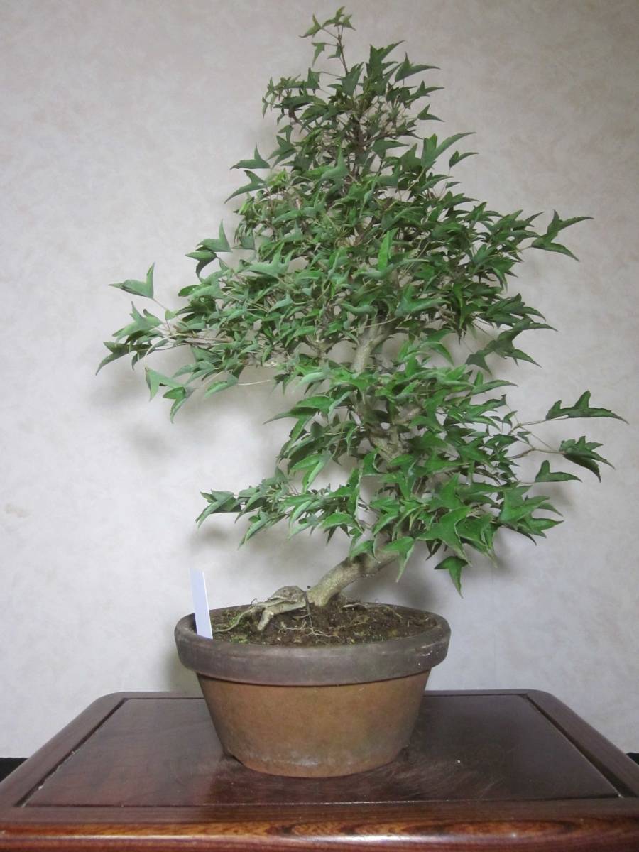  super rare rare article ... leaf . Naruto maple .. maple .. maple root trim is good underfoot manner . exist .. style. pattern tree bring-your-own. middle goods bonsai height of tree 44 centimeter 