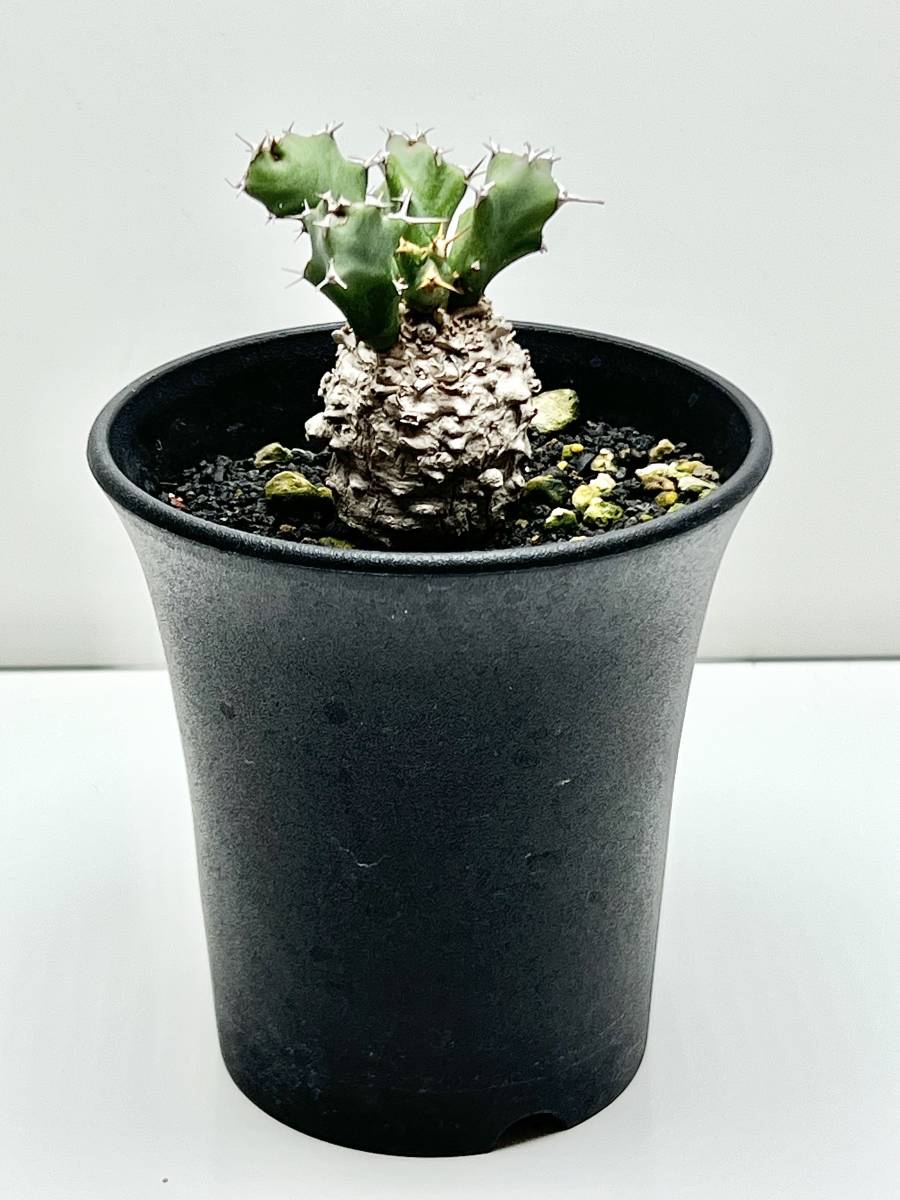 ユーフォルビアクラビゲラ 発根済み 塊根植物 コーデックス 手のり