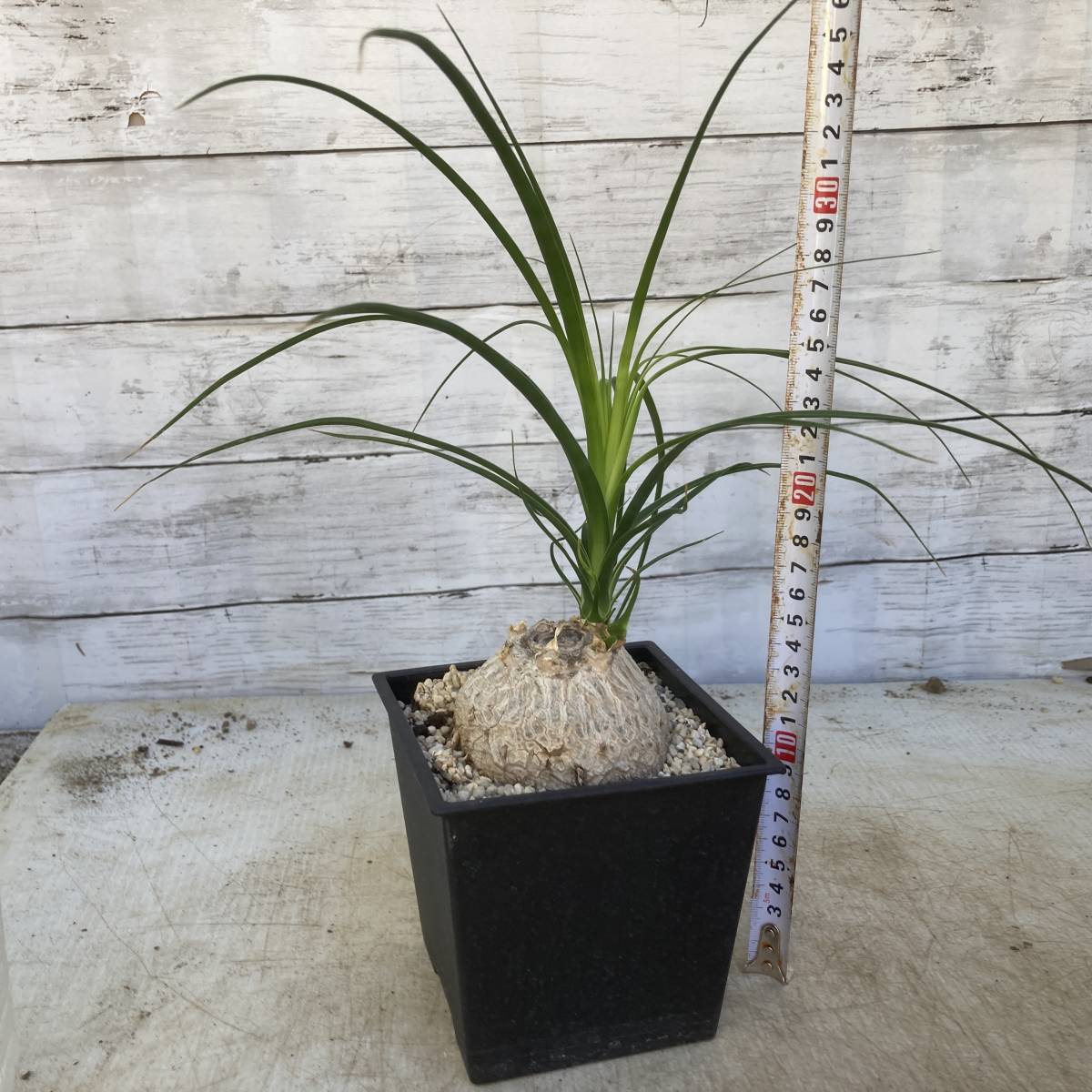 ★★奇妙なビザールプランツ　Beaucarnea recurvata トックリラン ５号６鉢セット_画像5