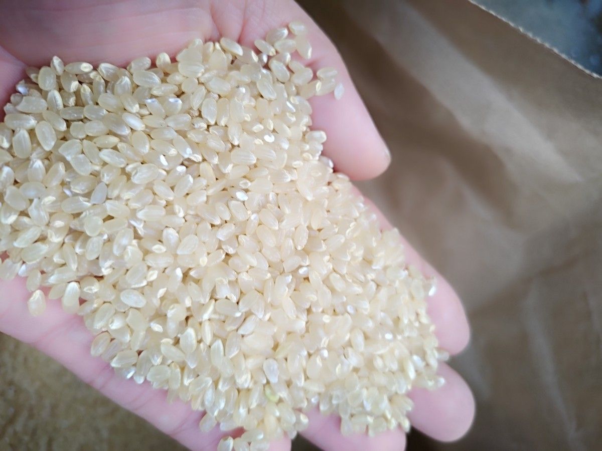 奥能登産 令和5年 新米コシヒカリ 一等米 玄米20kg 数量限定|PayPayフリマ