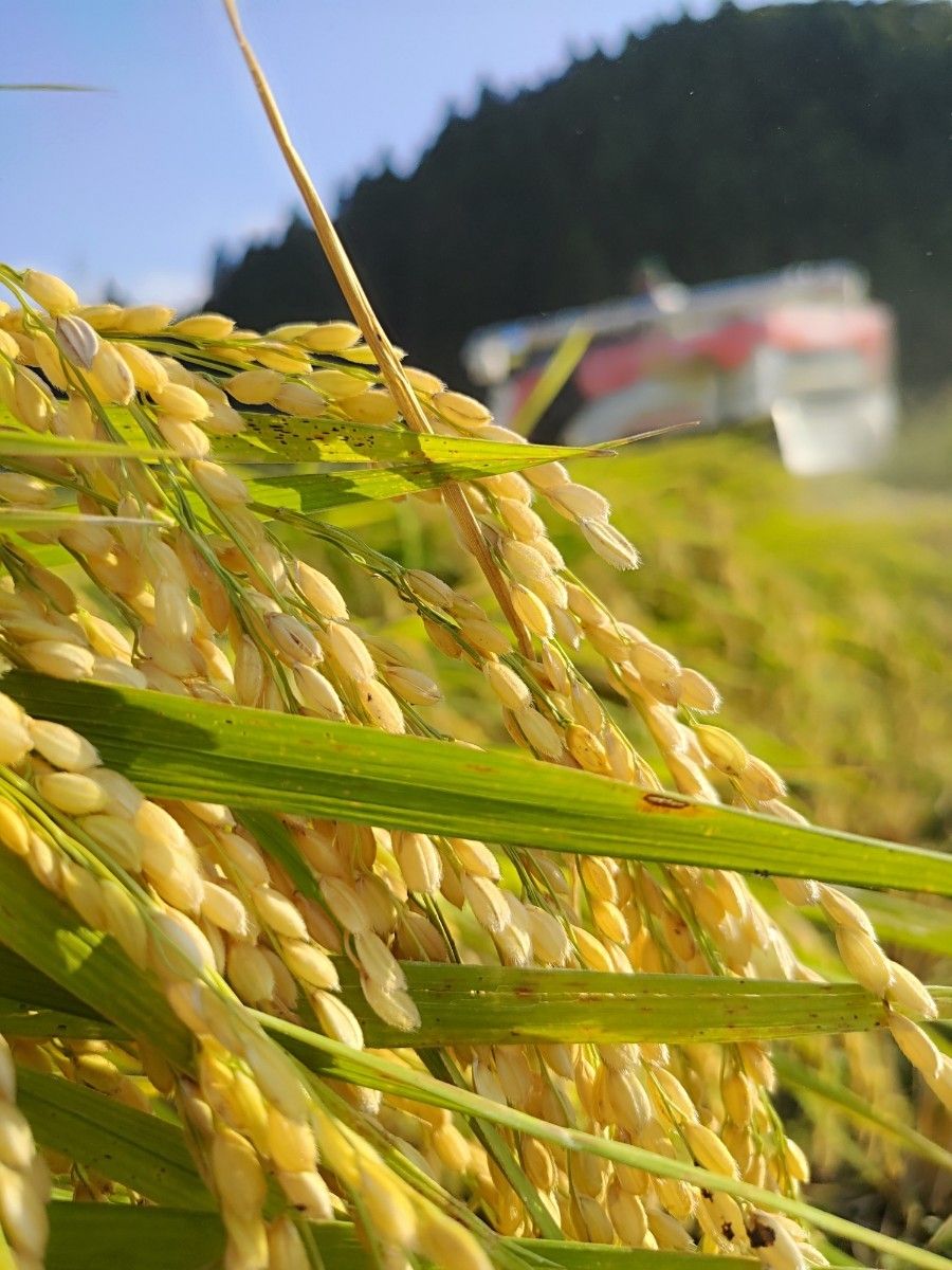 奥能登産 令和5年 新米コシヒカリ 一等米 玄米20kg 数量限定|PayPayフリマ