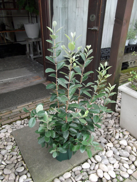 ｙ『フェイジョア 90ｃｍ＊Feijoa（Acca sellowiana）』７号　写真同等品_画像2