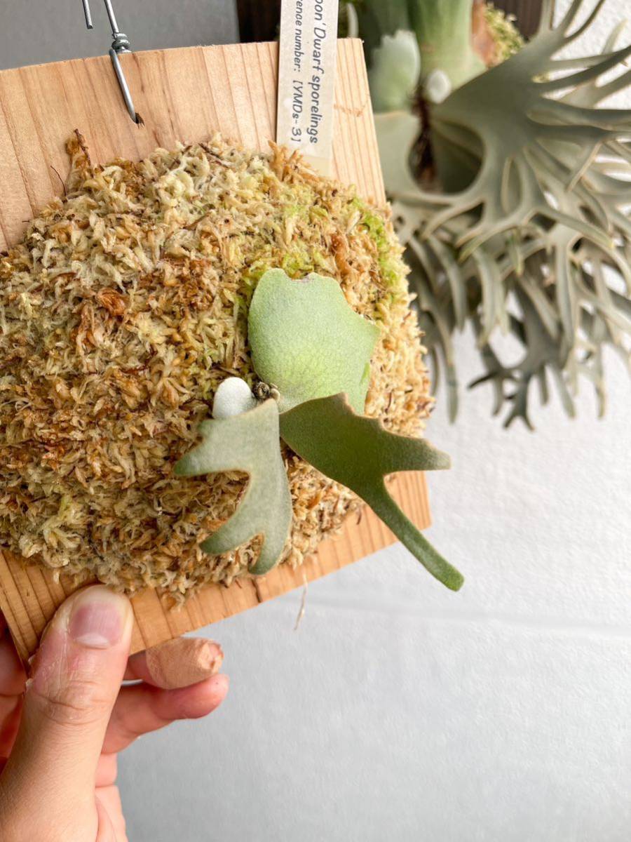 Yahoo!オークション - 【dwarf】P. willinckii 'Yellow moon Yahoo!オークション - 【dwarf】P. willinckii 'Yellow moon