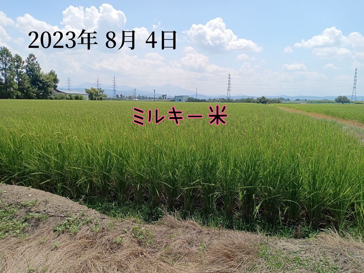 特別栽培米新潟県産ミルキークイーン15k