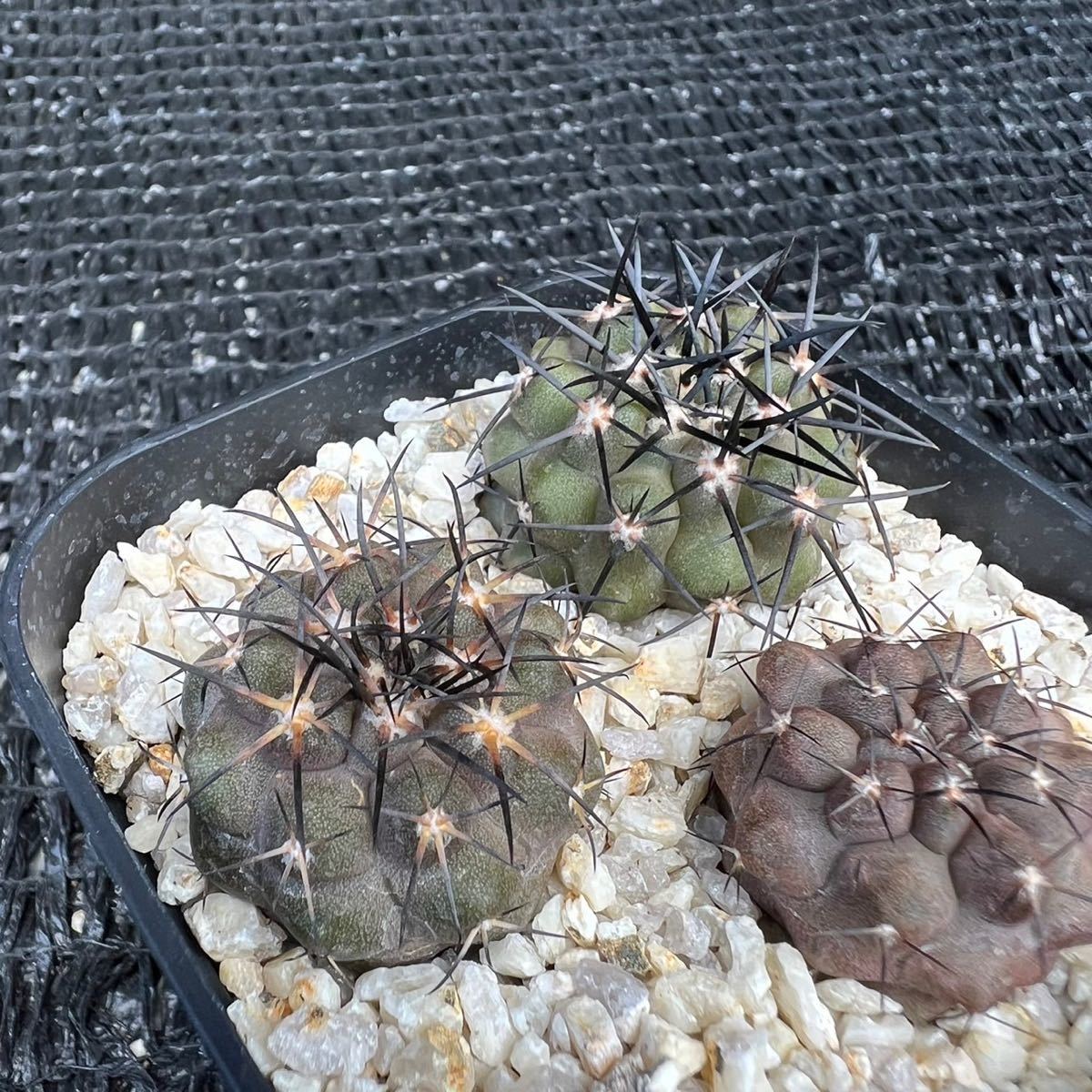 Copiapoa sp3本　実生 （黒王丸×カルデナラ）×dura （cinerea×calderana）×dura _画像6