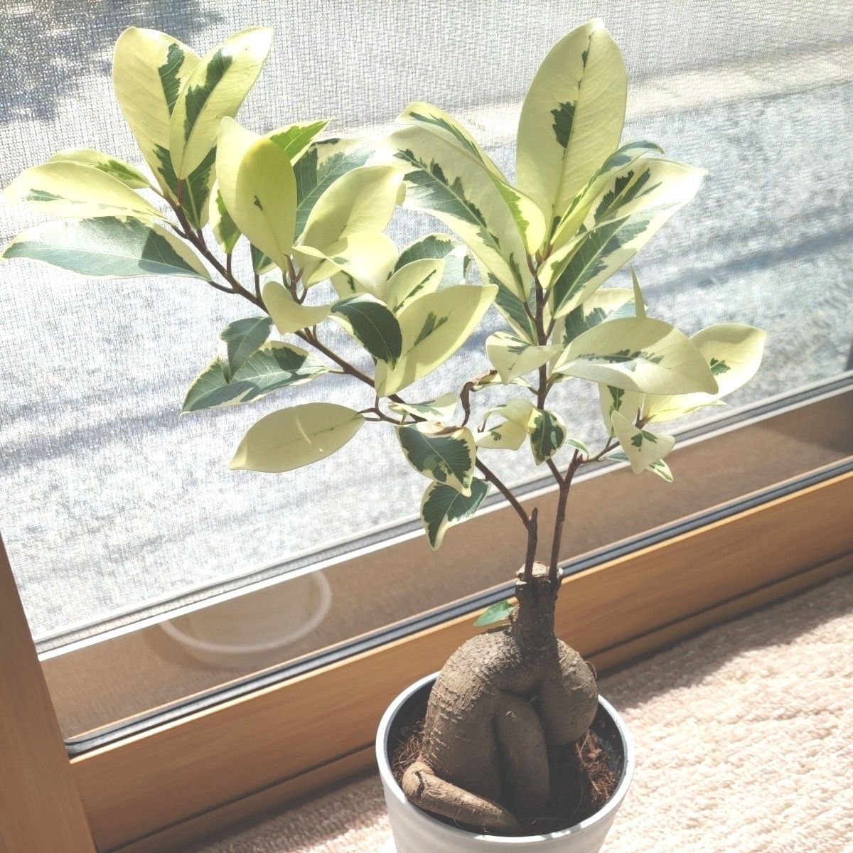 SALE ガジュマル 斑入り 接ぎ木 希少レア 観葉植物 ニンジン SALE ガジュマル 斑入り 接ぎ木 希少レア 観葉植物 ニンジン