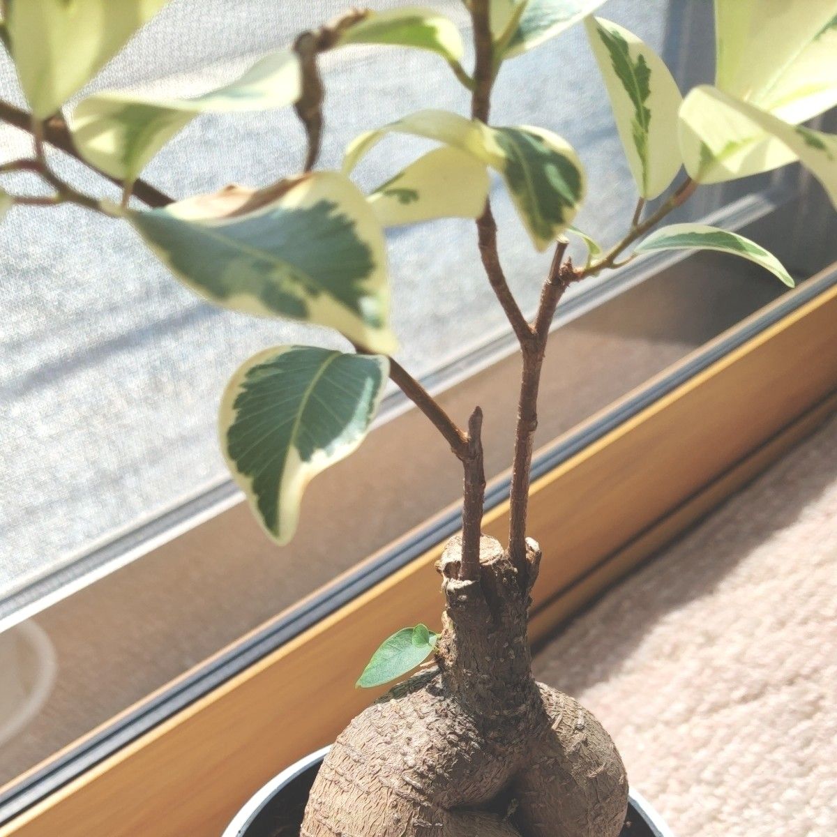 SALE ガジュマル 斑入り 接ぎ木 希少レア 観葉植物 ニンジン SALE ガジュマル 斑入り 接ぎ木 希少レア 観葉植物 ニンジン