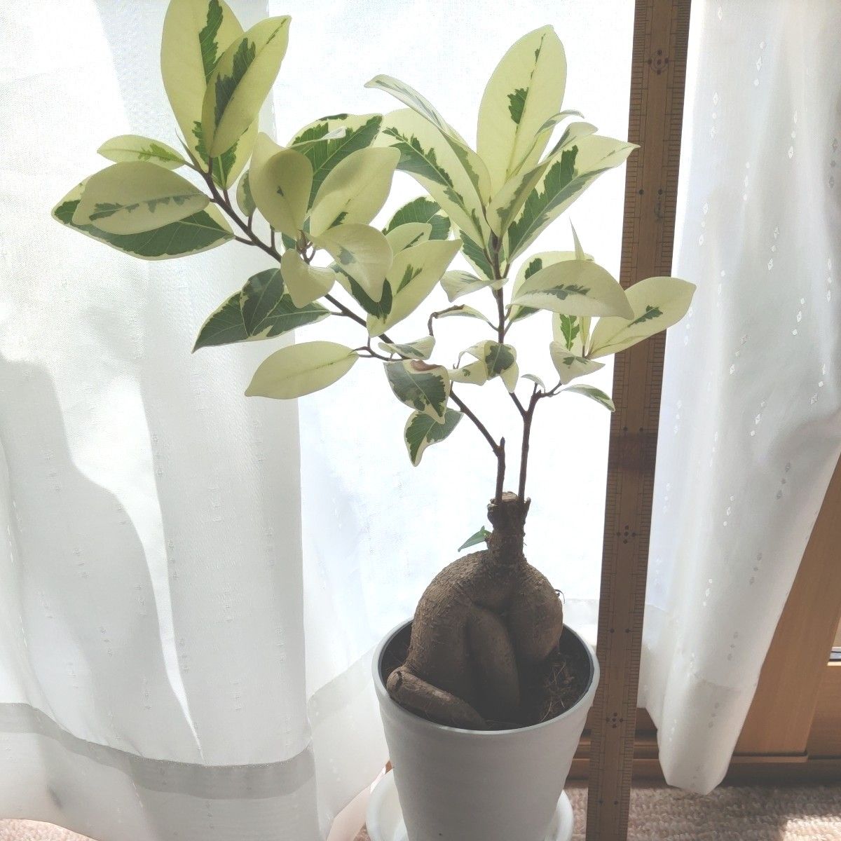SALE ガジュマル 斑入り 接ぎ木 希少レア 観葉植物 ニンジン SALE ガジュマル 斑入り 接ぎ木 希少レア 観葉植物 ニンジン