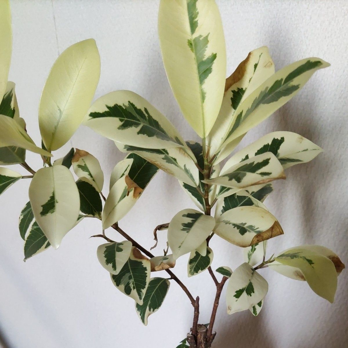 SALE ガジュマル 斑入り 接ぎ木 希少レア 観葉植物 ニンジン SALE ガジュマル 斑入り 接ぎ木 希少レア 観葉植物 ニンジン