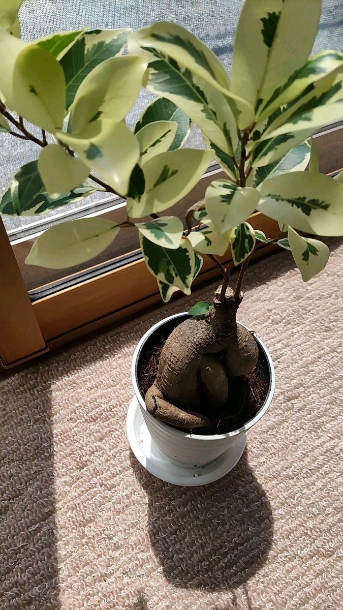 SALE ガジュマル 斑入り 接ぎ木 希少レア 観葉植物 ニンジン SALE ガジュマル 斑入り 接ぎ木 希少レア 観葉植物 ニンジン