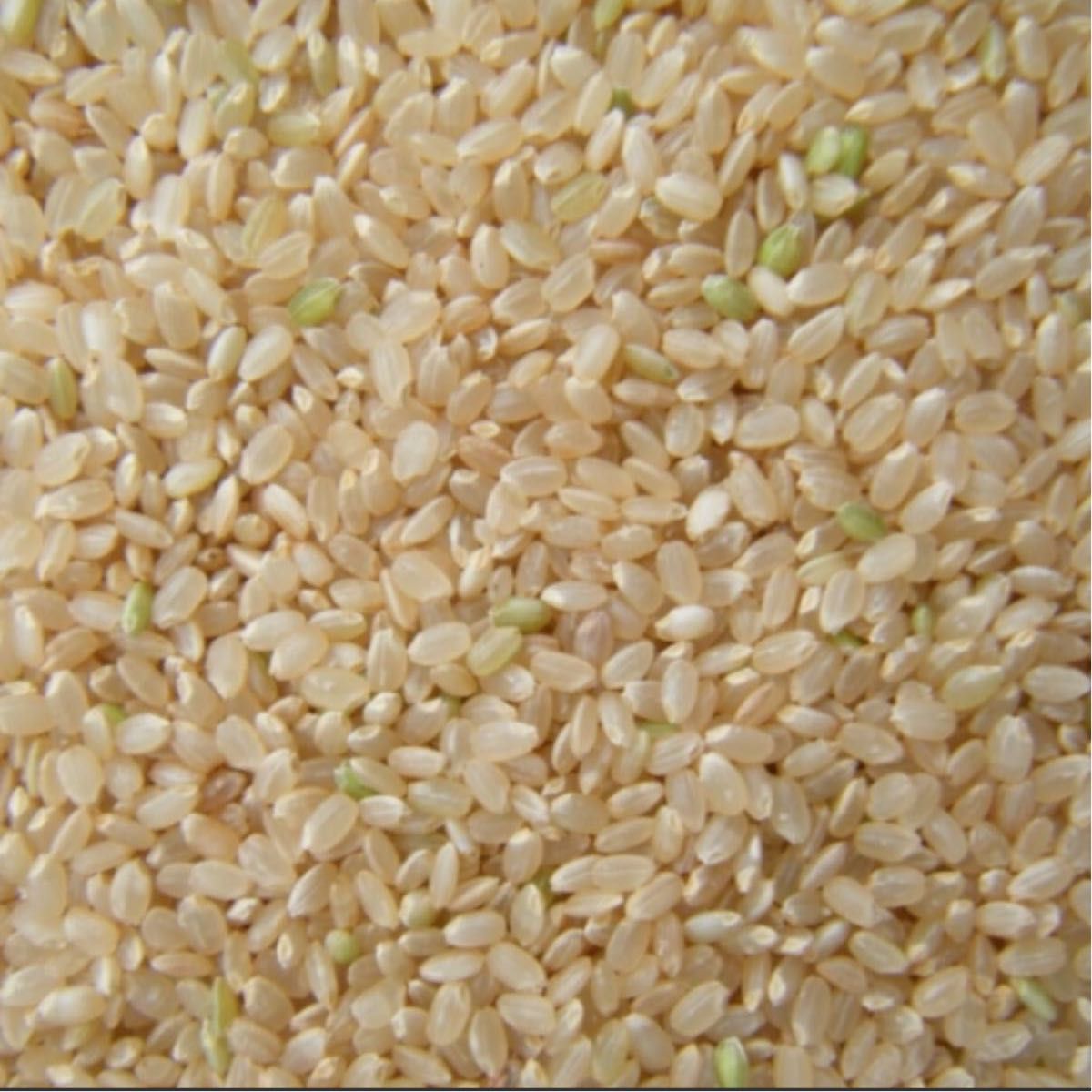 令和5年産 新米 栃木 特一等米 コシヒカリ玄米 20キロ 無農薬 単一農家-