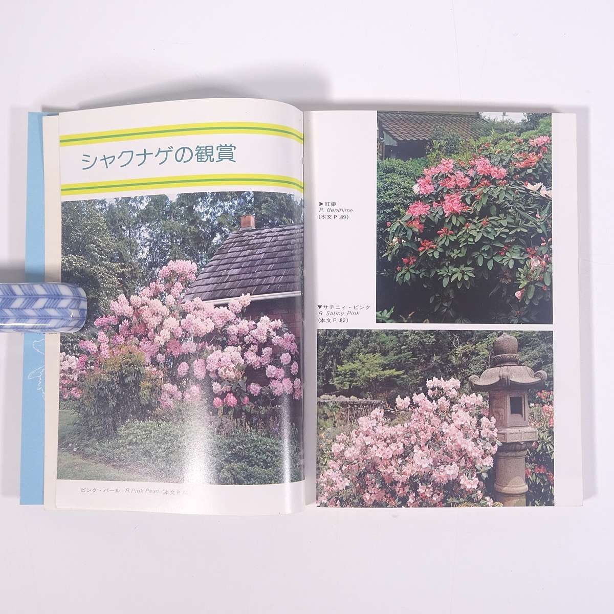  amateur rhododendron. flower peace rice field . one ..... .. practical use library .... .. corporation 1976 separate volume gardening gardening plant 