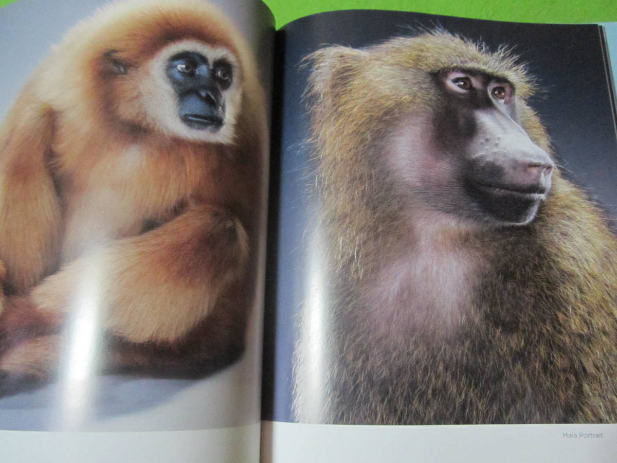洋書　Monkey Portraits　猿のポートレート　猿の写真集みたいな感じです_画像2