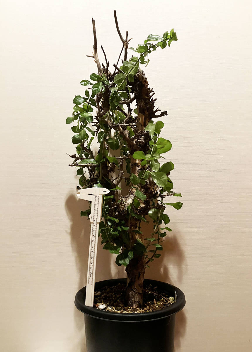 植物 灌木 Commiphora incisa コミフォラ インシサ / 現地株 kua クア 塊根 多肉 コーデックス アフリカーナ_画像4