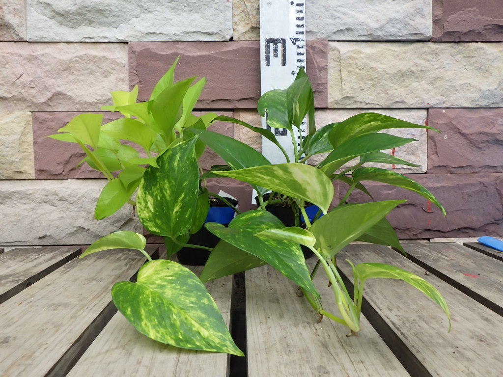 791580* pothos : Golden pothos : lime *10.5cmpot* combination free 2 pcs set!