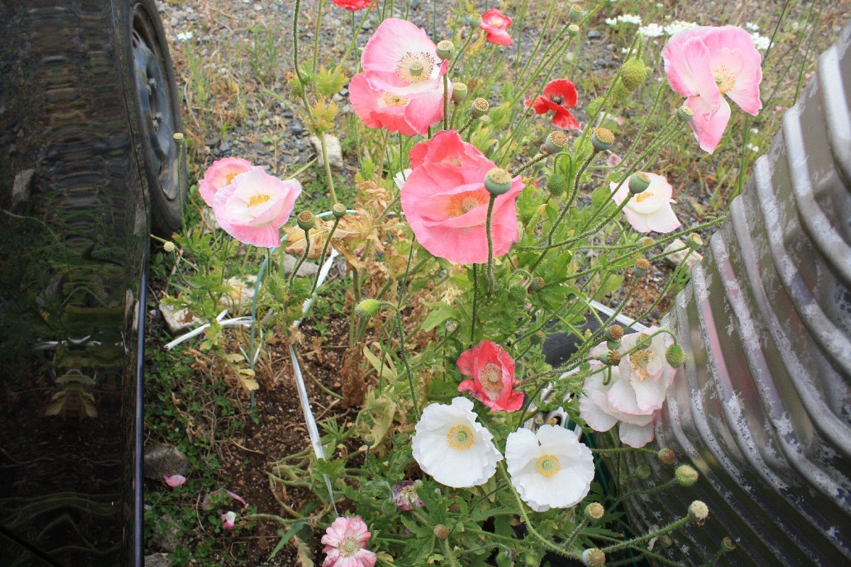 V poppy schale - poppy V kind white ( white ...), pink, pink. bai color here only. tanegbi Gin saw time .. red white 