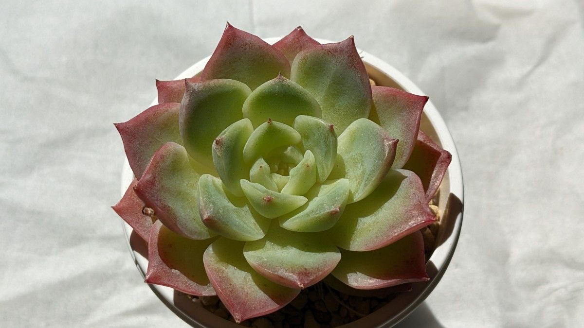 多肉植物 エケベリア レアです チワワエンシス苗です^^