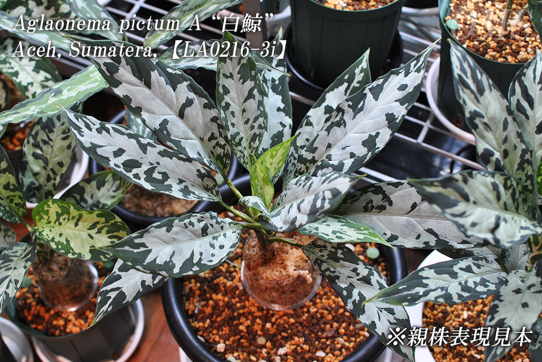 Yahoo!オークション - Aglaonema pictum A “白鯨”【LA0216-03i Yahoo!オークション - Aglaonema pictum A “白鯨”【LA0216-03i