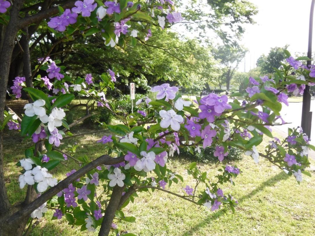 ニオイバンマツリ　挿し穂３本　挿し木用　紫～白のジャスミンのような良い香りのお花がたくさん咲きます_画像1