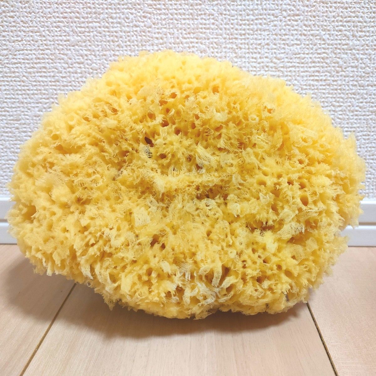 天然 特大! 海綿スポンジ ギリシャ産 グラス種 XXLサイズ No.372 天然 特大 海綿スポンジ ギリシャ産 グラス種 XXLサイズ No 324