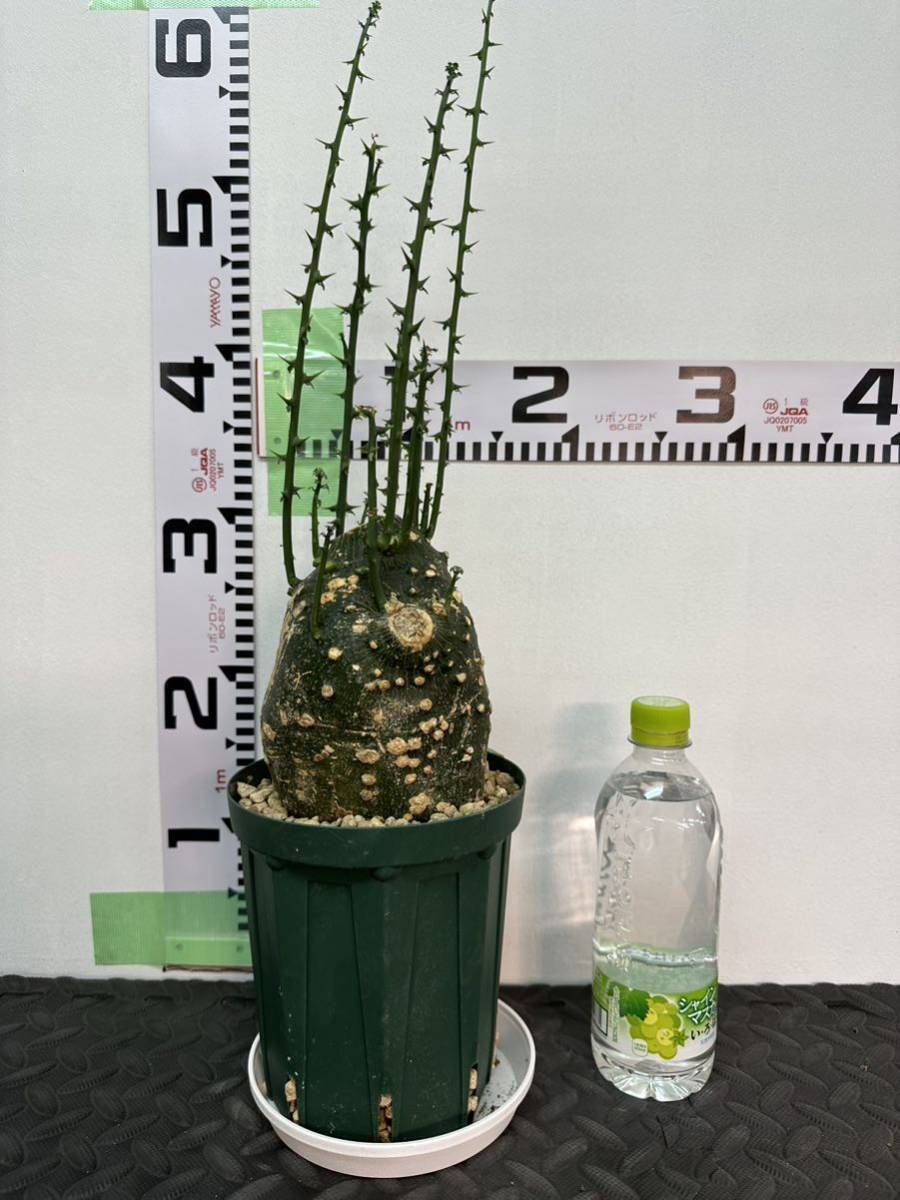 人気の丸型】アデニア グロボーサ 発根済み ② コーデックス