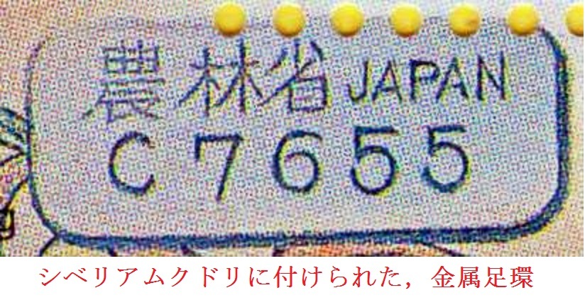 送料６３円★北朝鮮★シベリアムクドリ★山階鳥類研究所★山階芳麿★足環★親子の交流（南北間）切手★小型シート★１９９２★初日印_画像5