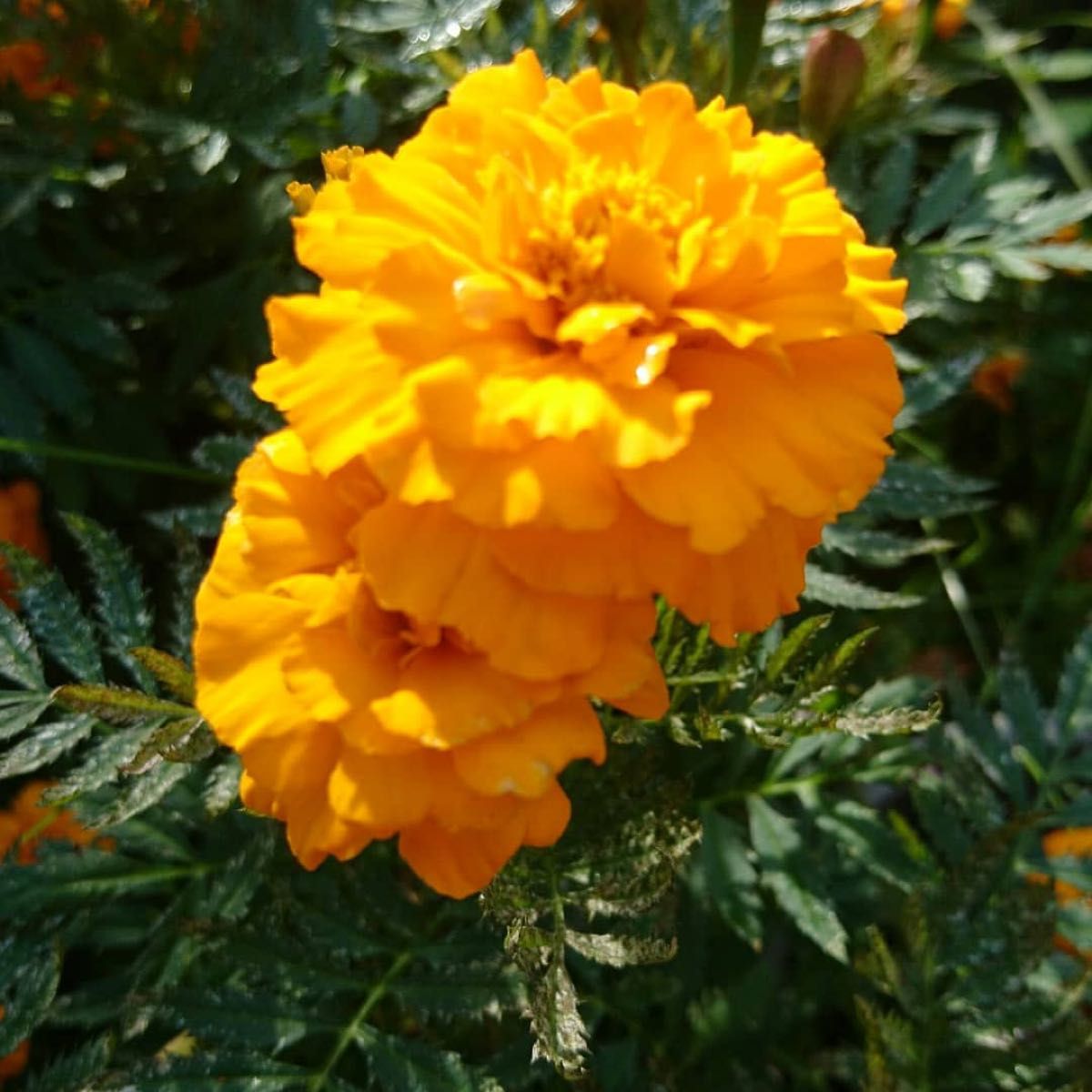マリーゴールド　種　種子　オレンジ色の花　黄色の花