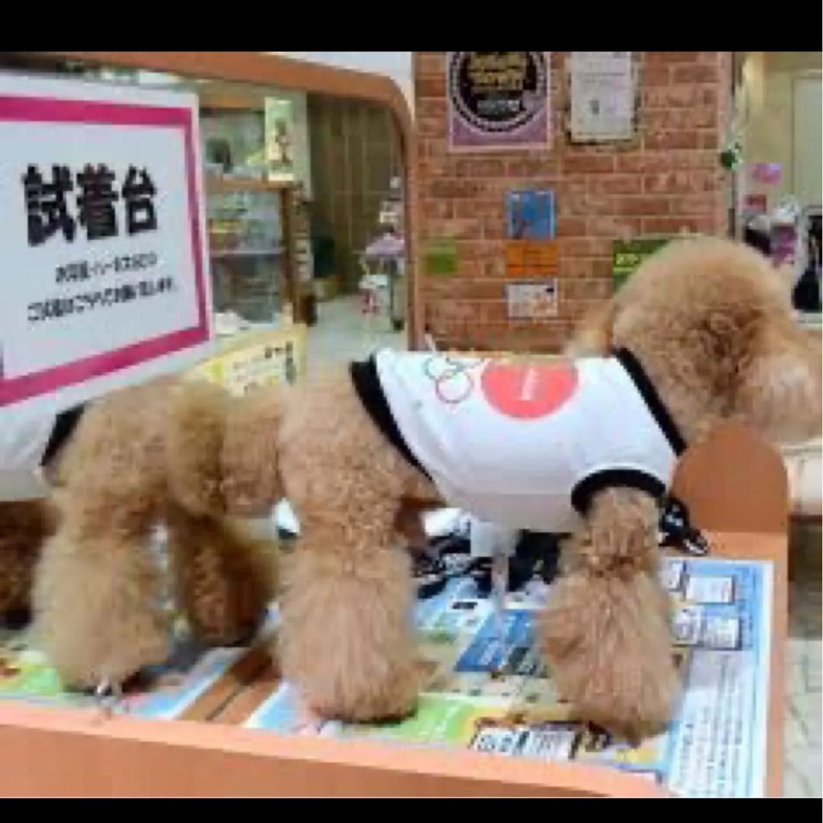 新品タグ付き　東京オリンピック 犬服 シャツ 3号ロング