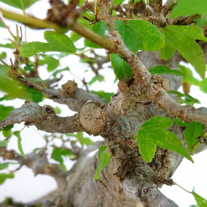  bonsai maple height of tree approximately 20cm maple high class bonsai Acer maple . leaf maple . deciduous tree .. for small goods reality goods 