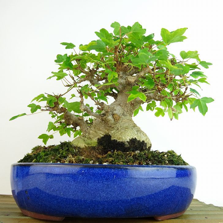  bonsai maple height of tree approximately 20cm maple high class bonsai Acer maple . leaf maple . deciduous tree .. for small goods reality goods 