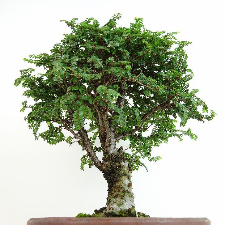 盆栽 楡欅 樹高 約20cm にれけやき Ulmus parvifolia ニレケヤキ 八房 ニレ科 落葉樹 観賞用 小品 現品_画像5