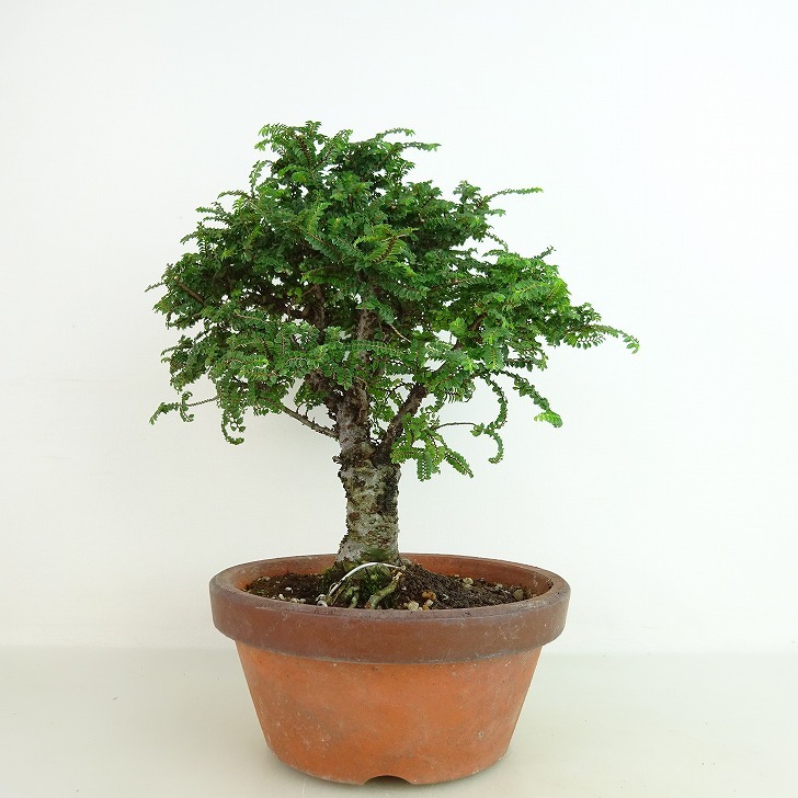 盆栽 楡欅 樹高 約20cm にれけやき Ulmus parvifolia ニレケヤキ 八房 ニレ科 落葉樹 観賞用 小品 現品_画像1