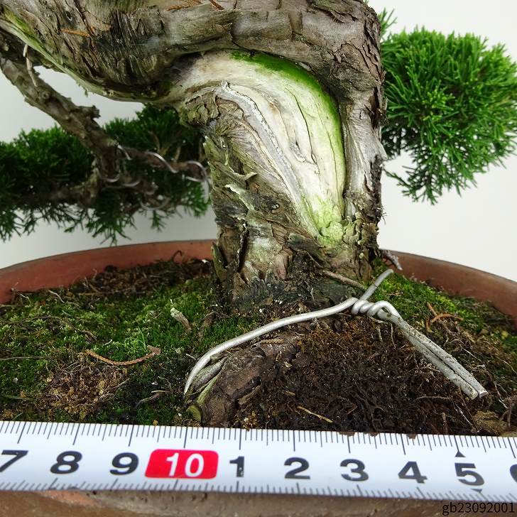 盆栽 真柏 樹高 上下 約45cm しんぱく 高級盆栽 Juniperus chinensis シンパク “ジン シャリ” ヒノキ科 常緑樹 観賞用 現品_画像5